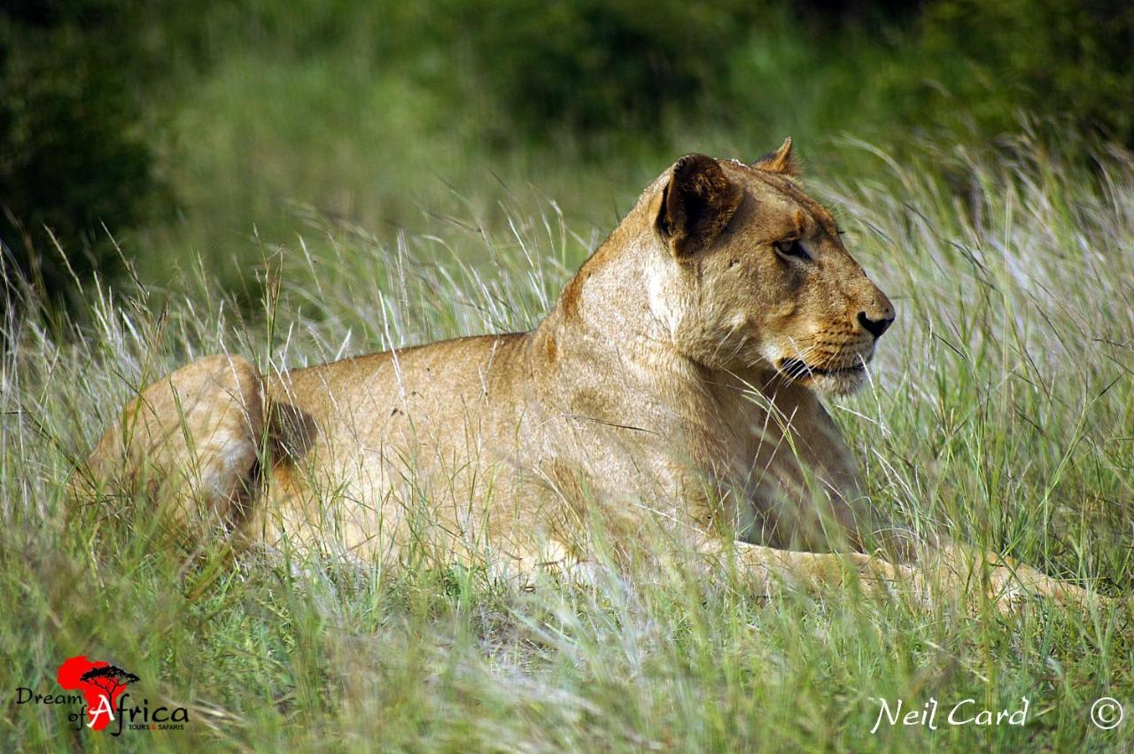 Dream Of Africa Bush Lodge Marloth Park Extérieur photo